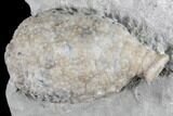 Cystoid Fossil (Holocystites) on Rock - Indiana #85703-1